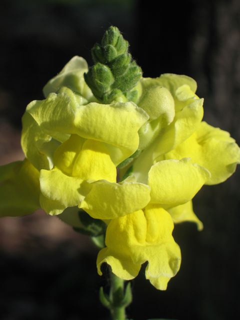 snapdragon